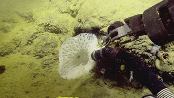 Media type: image;   Invertebrate Zoology 153111 Description: live specimen;